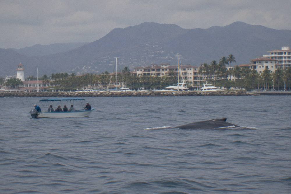 A licensed whale watching boat idling at a distance while a humpback whale surfaces in open water in Banderas Bay